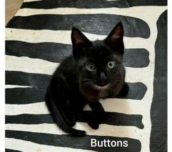 Buttons ( Orlando FL) -  American Shorthair Cat for Adoption in Orlando, Florida - Buttons ( Orlando FL) | PetCurious