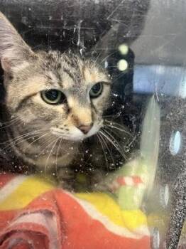 Greta -  Domestic Short Hair Cat for Adoption in Daytona Beach, Florida - Greta | PetCurious