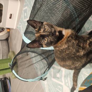 Rachel -  Domestic Short Hair Cat for Adoption in Fairfax Station, Virginia - Rachel | PetCurious
