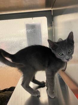 Snickers A218987 -  Domestic Short Hair Cat for Adoption in Plano, Texas - Snickers A218987 | PetCurious