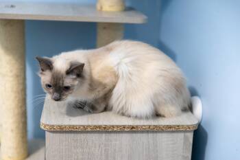 Rescue Siamese Cats for Adoption in Chicago, Illinois - Blossom | PetCurious