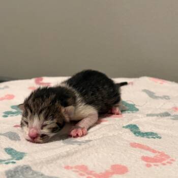 Domestic Short Hair Cats Available for Adoption in Fort Collins, Colorado - Cookie | PetCurious