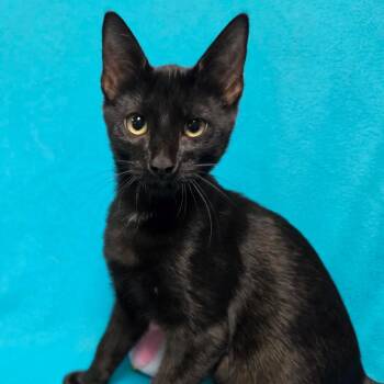 GINGERBREAD -  Domestic Short Hair Cat for Adoption in Graham, Washington - GINGERBREAD | PetCurious