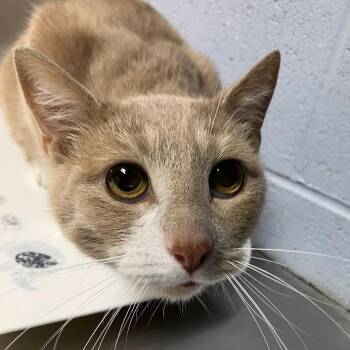 Sunny -  Domestic Short Hair Cat for Adoption in Dekalb, Illinois - Sunny | PetCurious