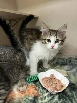 Pickle -  Domestic Medium Hair and Domestic Short Hair Cat for Adoption in Quakertown, Pennsylvania - Pickle | PetCurious