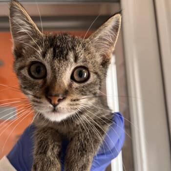 Cocoa -  Domestic Short Hair Cat for Adoption in Kanab, Utah - Cocoa | PetCurious