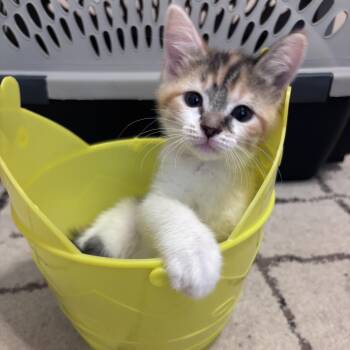 Callie -  Calico and Tabby Cat for Adoption in Wyandotte, Michigan - Callie | PetCurious