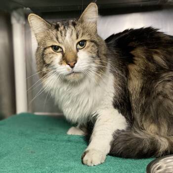 Rescue Domestic Medium Hair Cats for Adoption in Palm Springs, California - Shawn | PetCurious