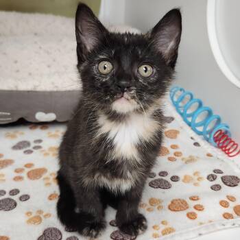 Cremini -  Tortoiseshell Cat for Adoption in Marshfield, Wisconsin - Cremini | PetCurious