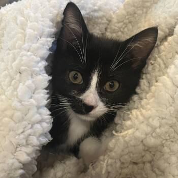 Rescue Tuxedo Cats for Adoption in Elkton, Maryland - Thorn | PetCurious