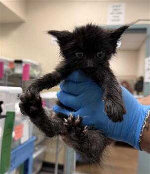Domestic Medium Hair Cats Available for Adoption in San Jose, California - THEO | PetCurious
