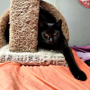 Rescue Domestic Short Hair Cats for Adoption in Waldorf, Maryland - Stargazer | PetCurious