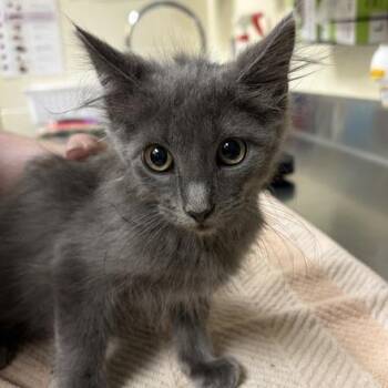 Lake -  Domestic Medium Hair Cat for Adoption in Asheville, North Carolina - Lake | PetCurious