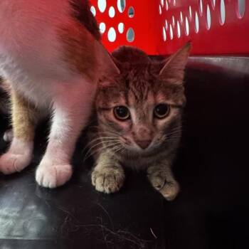 Reese -  Domestic Short Hair Cat for Adoption in Des Moines, Iowa - Reese | PetCurious