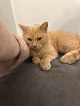Rescue American Shorthair Cats for Adoption in Terre Haute, Indiana - Sandy | PetCurious