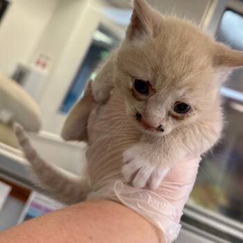 Rescue Domestic Short Hair Cats for Adoption in Columbus, Georgia - Brian Bell | PetCurious