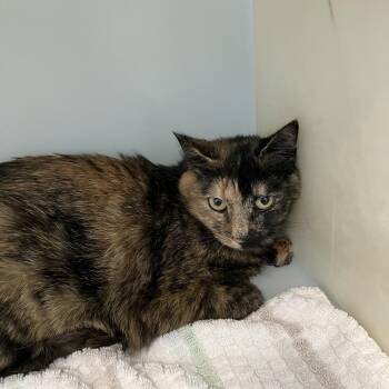 Domestic Short Hair Cats Available for Adoption in Burlington, Ontario - Luna | PetCurious