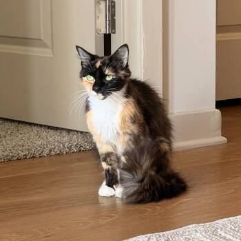 Tango -  Domestic Medium Hair Cat for Adoption in Murfreesboro, Tennessee - Tango | PetCurious