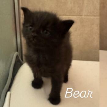 Domestic Medium Hair Cats Available for Adoption in Bel Air, Maryland - Bear | PetCurious