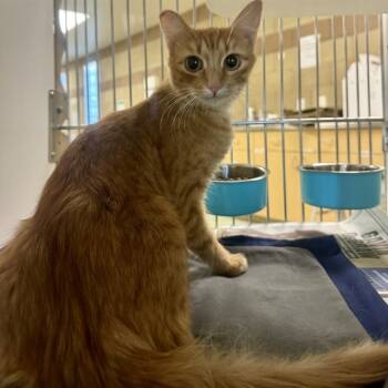 Rescue Domestic Short Hair Cats for Adoption in Riverside, California - SASHIMI | PetCurious