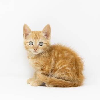 Ginny -  Tabby Cat Available for Adoption in Trophy Club, Texas - Ginny | PetCurious