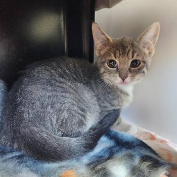 Lil Cat -  Domestic Short Hair Cat for Adoption in Fort Wayne, Indiana - Lil Cat | PetCurious