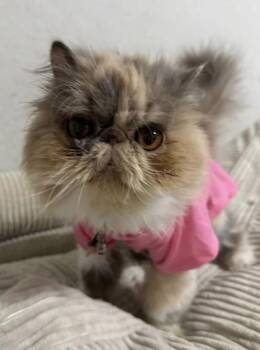Duchess -  Persian and Domestic Short Hair Cat for Adoption in Fort Worth, Texas - Duchess | PetCurious