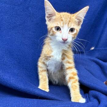 Brown -  Domestic Short Hair Cat for Adoption in Valdosta, Georgia - Brown | PetCurious