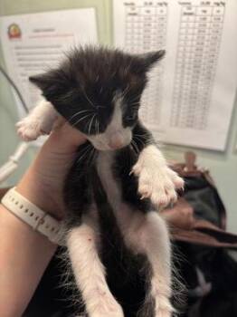 Baxter -  Domestic Short Hair Cat for Adoption in Picayune, Mississippi - Baxter | PetCurious