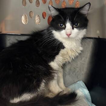 Frankfurt -  Domestic Medium Hair Cat for Adoption in Kanab, Utah - Frankfurt | PetCurious