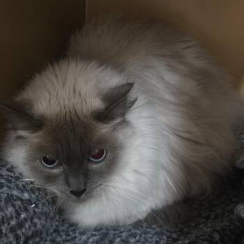 Pebbles -  Himalayan Cat for Adoption in Colorado Springs, Colorado - Pebbles | PetCurious