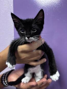 61673967 -  Domestic Short Hair Cat for Adoption in El Paso, Texas - 61673967 | PetCurious