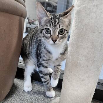 Domestic Short Hair Cats Available for Adoption - Uniqua | PetCurious