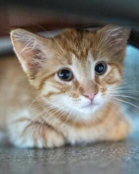 Pumpkin -  Domestic Short Hair Cat for Adoption in Pequot Lakes, Minnesota - Pumpkin | PetCurious