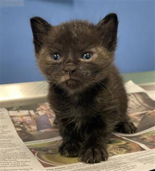 Rescue Domestic Short Hair Cats for Adoption in Dallas, Texas - PEAR | PetCurious