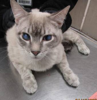 Domestic Short Hair Cats Available for Adoption in Marietta, Georgia - (640) | PetCurious