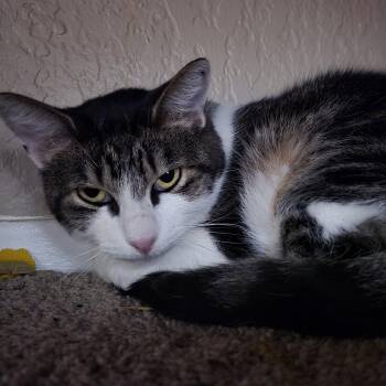 Rescue Domestic Short Hair Cats for Adoption in Lubbock, Texas - Dora | PetCurious