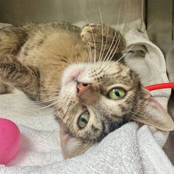 Domestic Short Hair Cats Available for Adoption in Oakland, California - Posie | PetCurious