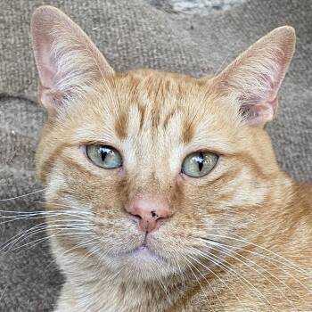 Domestic Short Hair Cats Available for Adoption - Titus Red Arkansas | PetCurious