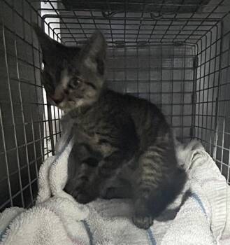 SADIE -  Domestic Short Hair Cat for Adoption in Fort Myers, Florida - SADIE | PetCurious