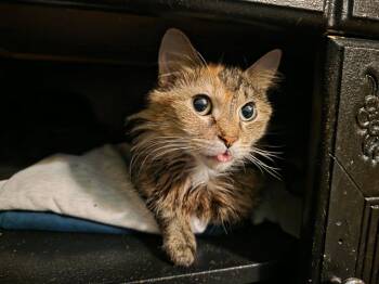 Edith -  Domestic Medium Hair Cat for Adoption in Charlotte, North Carolina - Edith | PetCurious