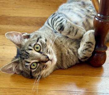 Momo -  Tabby Cat for Adoption in Alameda, California - Momo | PetCurious