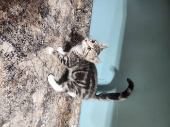 Boho -  Domestic Short Hair Cat for Adoption in Cosby, Tennessee - Boho | PetCurious