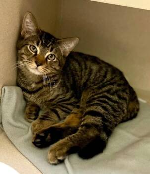 Coin -  Tabby Cat for Adoption in New Rochelle, New York - Coin | PetCurious