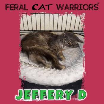 Rescue Domestic Medium Hair Cats for Adoption in Kingman, Arizona - Jeffery D | PetCurious