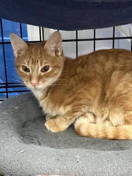 Domestic Short Hair Cats Available for Adoption in Lunenburg, Massachusetts - Flame | PetCurious