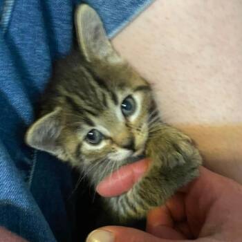 Ashton Storesund -  Domestic Short Hair Cat Available for Adoption in Eagle Mountain, Utah - Ashton Storesund | PetCurious