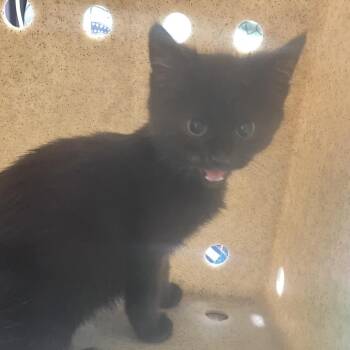 Boggey -  Domestic Short Hair Cat for Adoption in Philadelphia, Pennsylvania - Boggey | PetCurious