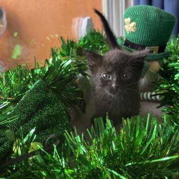 Domestic Short Hair Cats Available for Adoption in Long Beach, California - CILLIAN | PetCurious