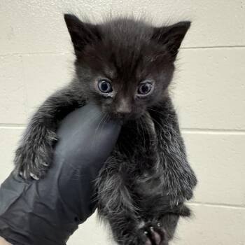 Dutch -  Domestic Short Hair Cat for Adoption in Reno, Nevada - Dutch | PetCurious